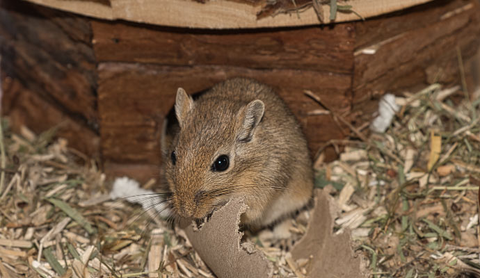 rodent waste cleanup