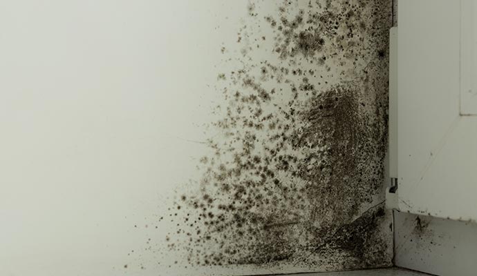 Close-up view of a mold-infested wall