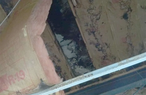 Room with visible mold growth