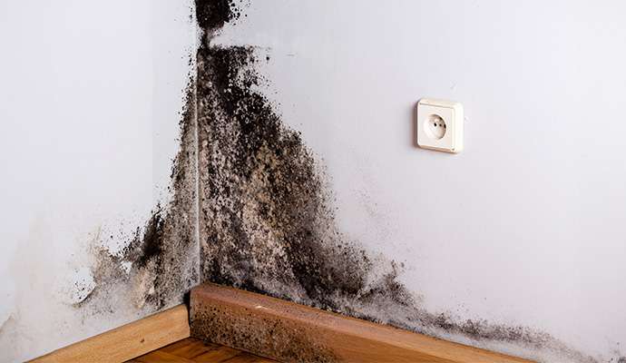 Black Mold Removal