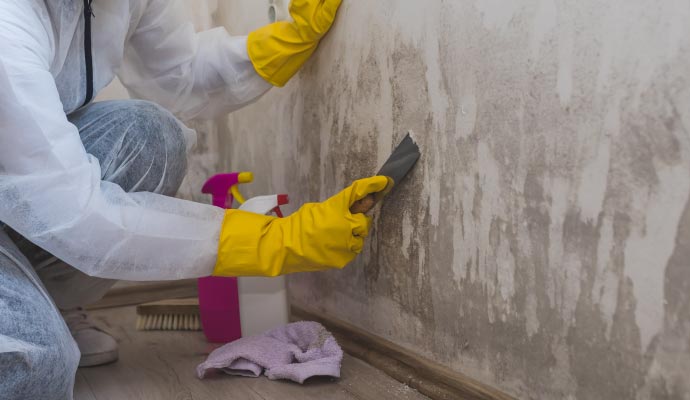 Professional mold remediation service by an expert