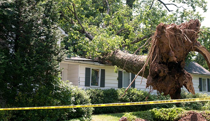 A fallen tree over the house
