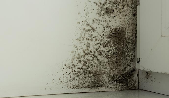 Professional Mold Cleanup in West Virginia
